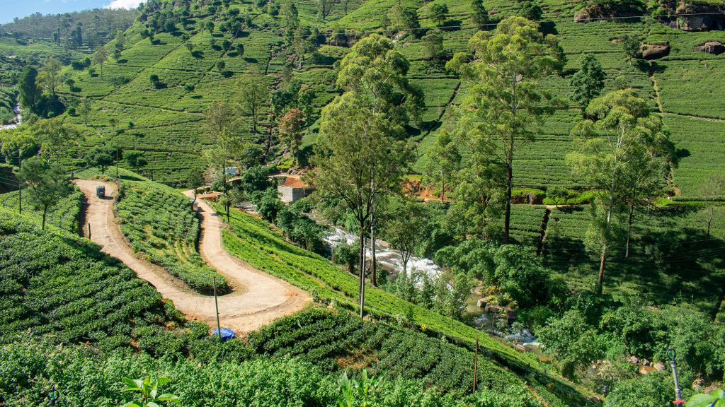 Tea plantation