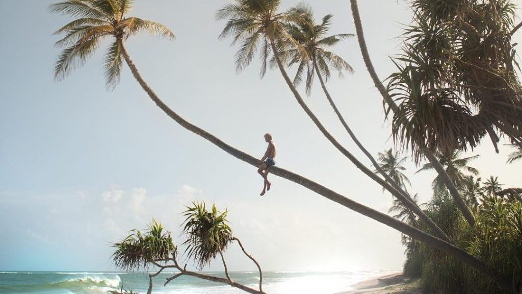 sitting on a palm tree