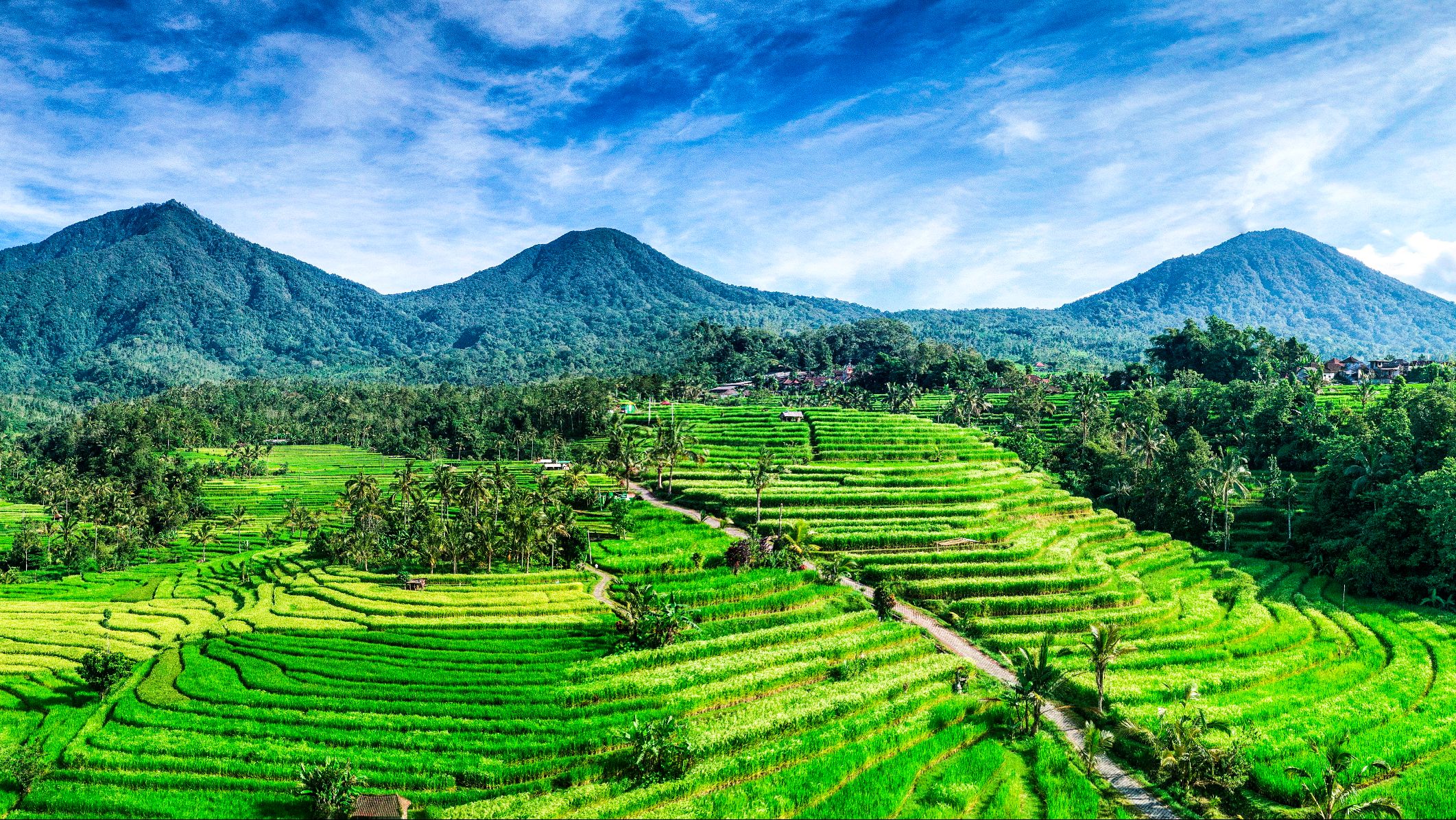 Jatiluwih rice terraces