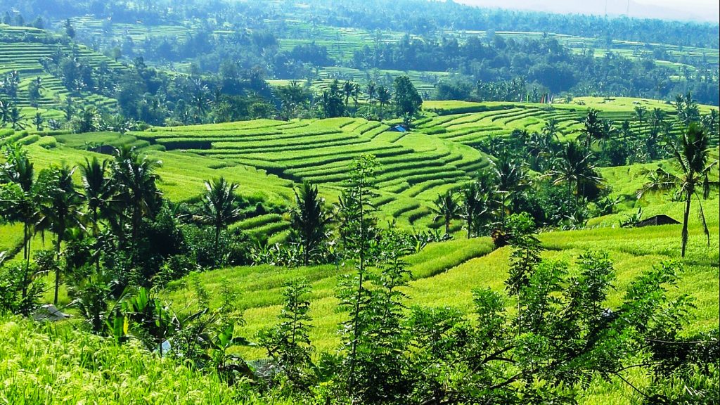 Jatiluwih rice terraces