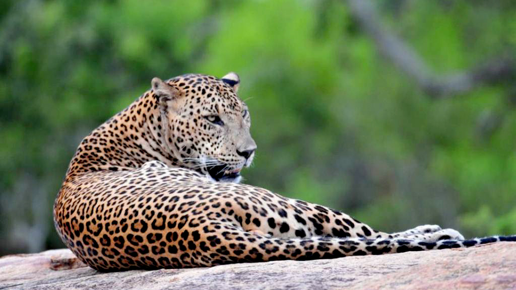 leopard sri lanka