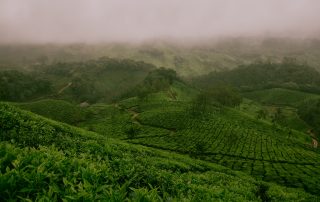 Tea plantation