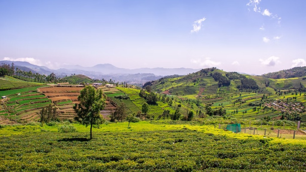 Coonoor Tea Garden