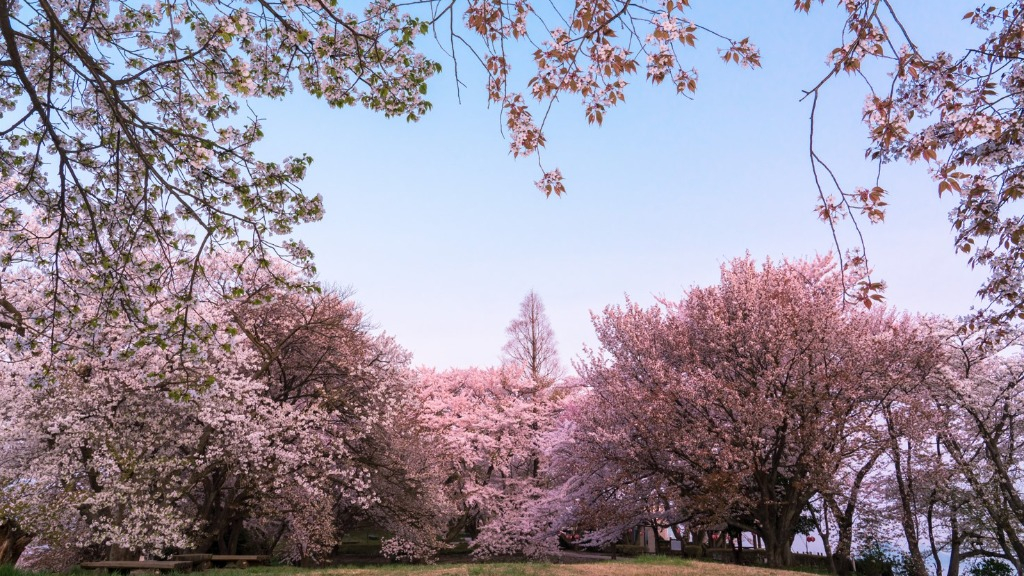 Cherry Blossom in Japan